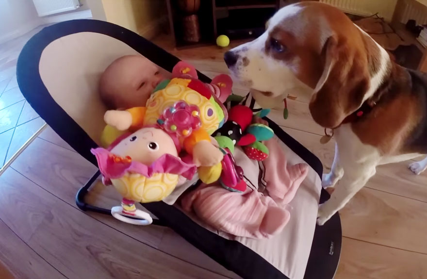 Watch This Dog's Adorable Apology After He Steals A Baby Girl's Toy
