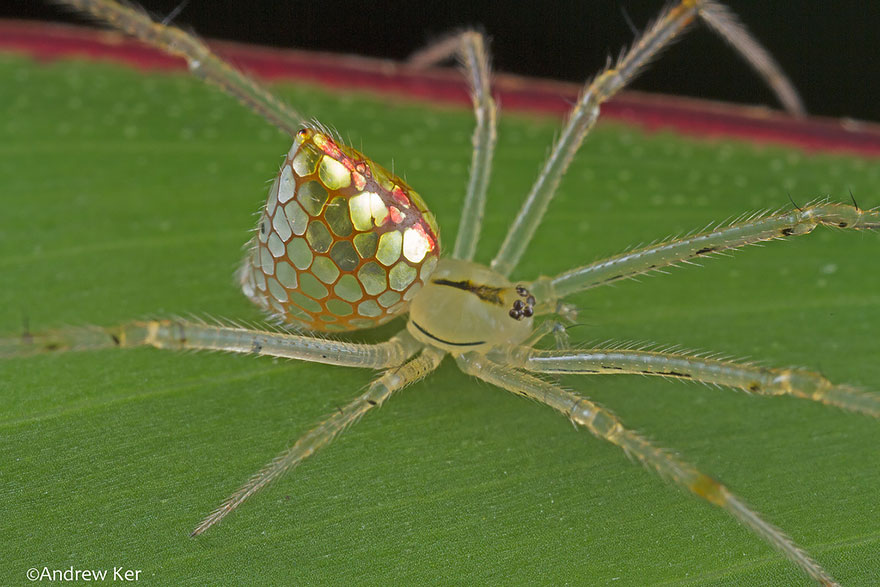 These Spiders Look Like They're Covered In Mirrors