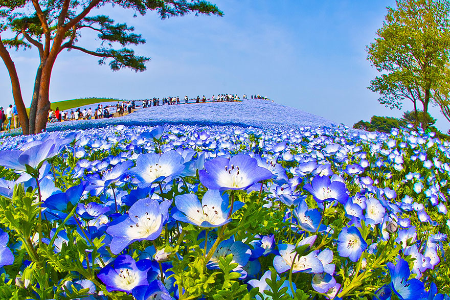 4.5 Million Baby Blue Eyes In Hitachi Seaside Park In Japan