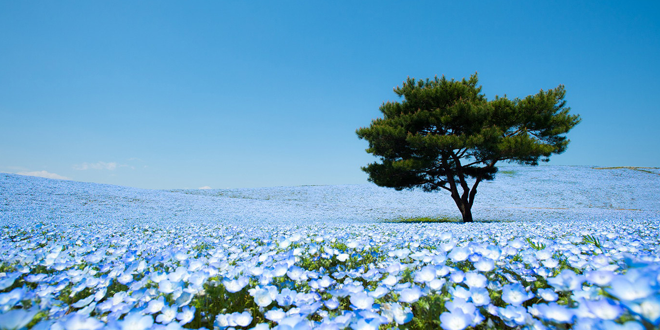 blue fields