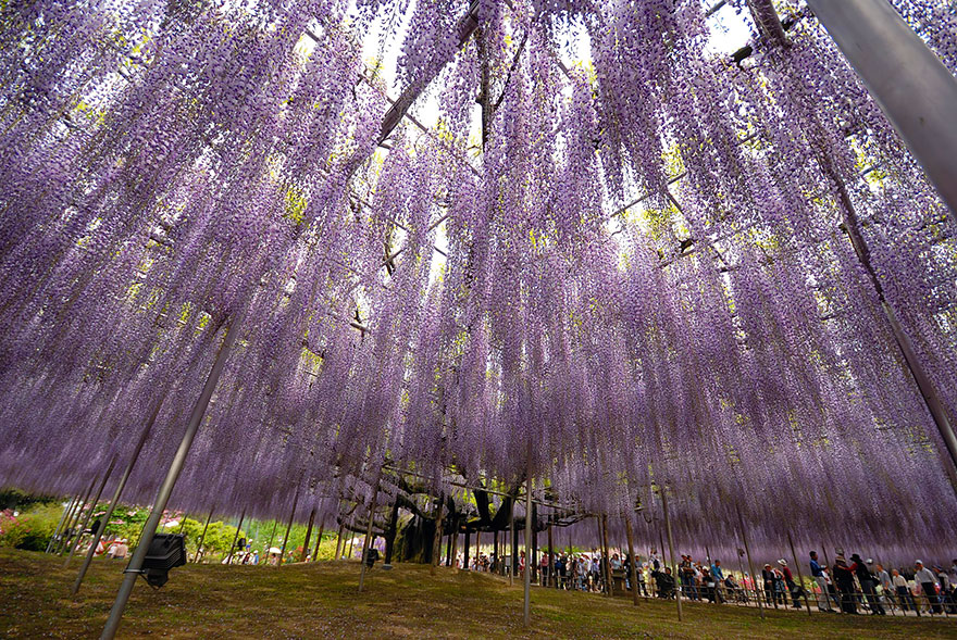 This 144-Year-Old Wisteria In Japan Looks Like A Pink Sky