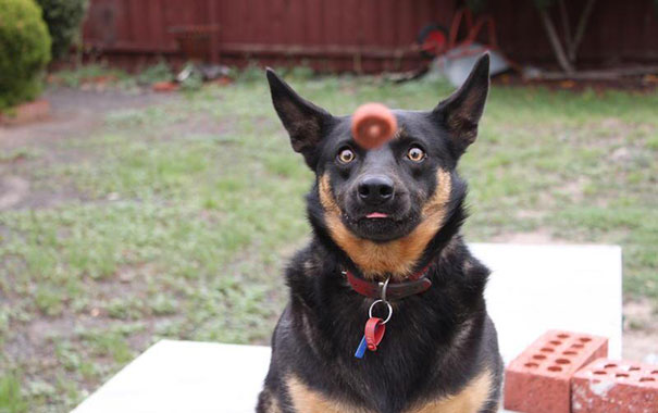25 Perfectly Timed Dog Pictures