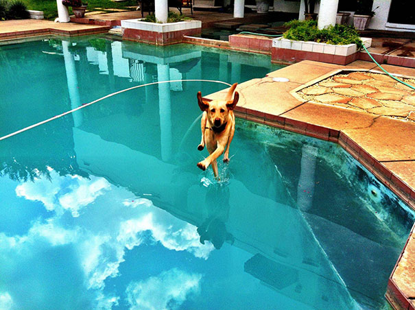 25 Perfectly Timed Dog Pictures