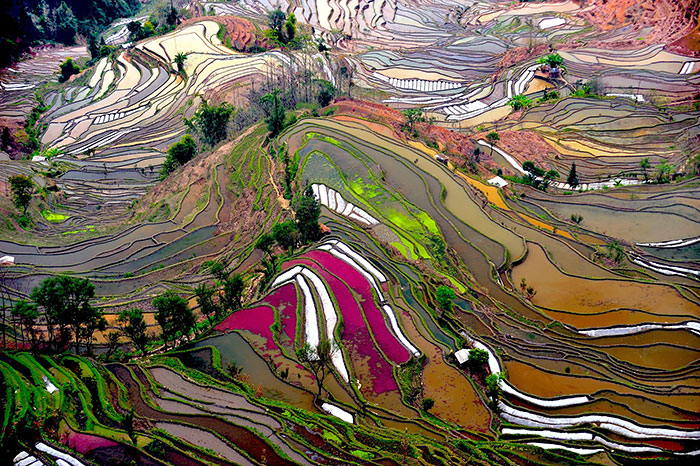 47 Hypnotizing Rice Fields That Look Like Broken Glass
