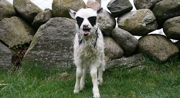 25 Animals Famous For Their Unusual Fur Markings