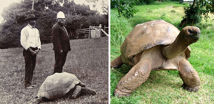 Jonathan The Tortoise Photographed In 1902 And Today