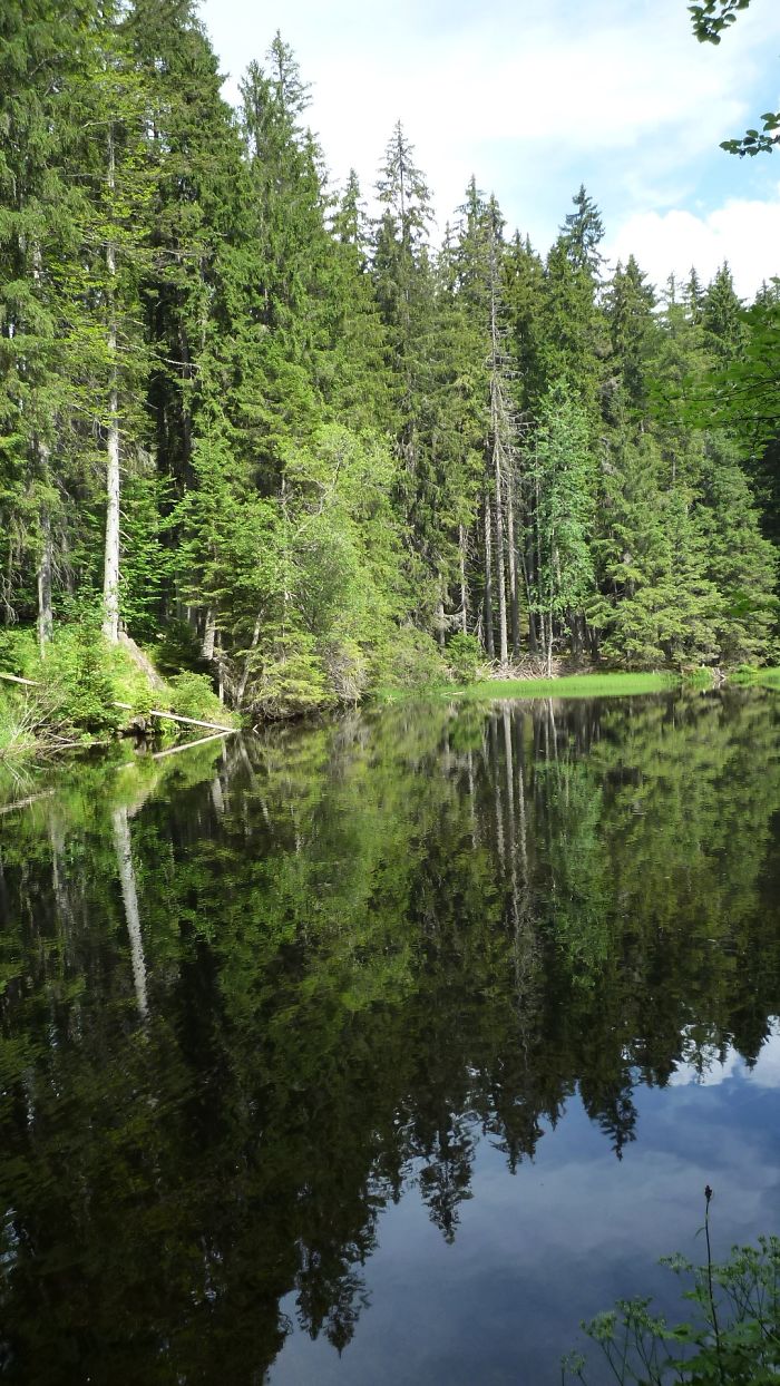 Reflection Of Lake In Šumava,czech Republic