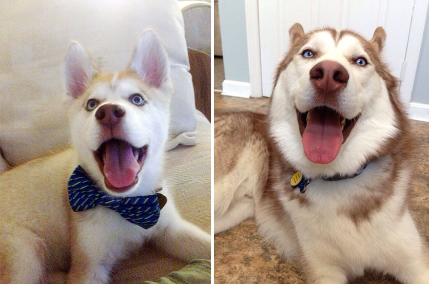 21 Before And After Photos Of Dogs Growing Up