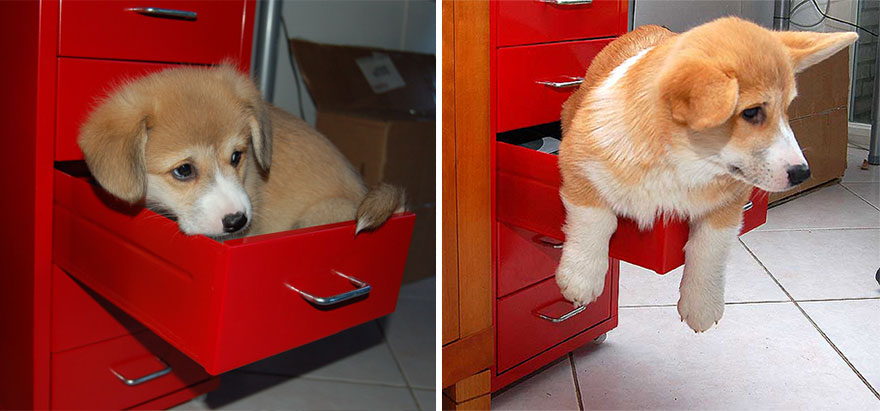 21 Before And After Photos Of Dogs Growing Up