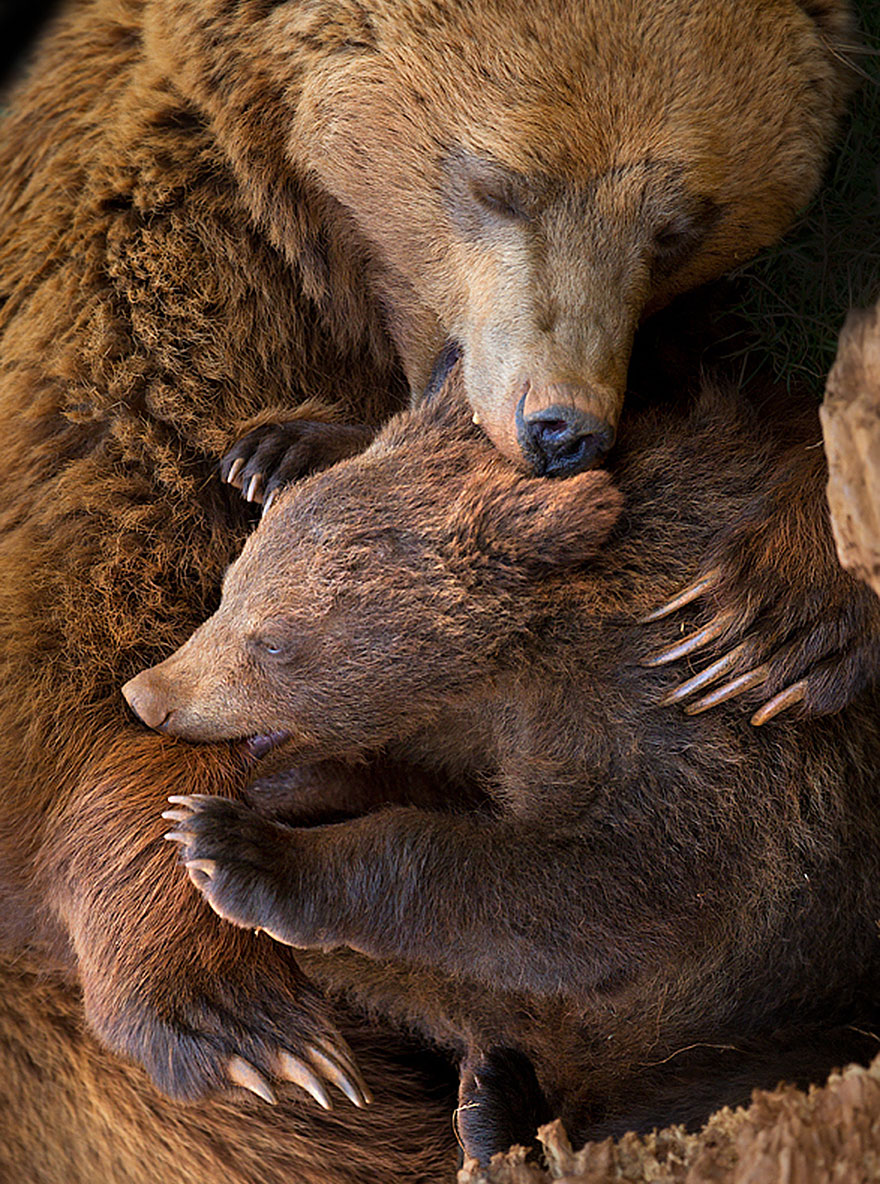 Big Bears Teaching Their Teddies How To Bear