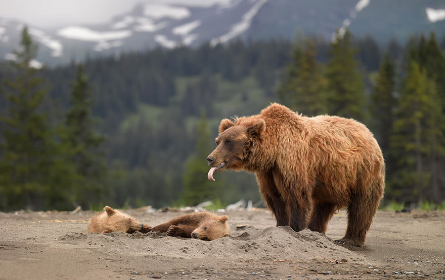 Big Bears Teaching Their Teddies How To Bear