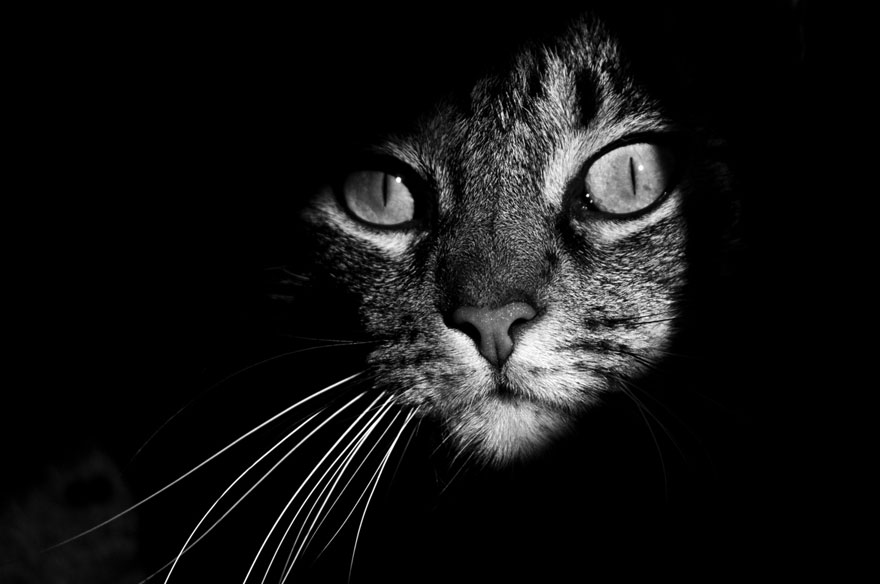 The Mysterious Lives Of Cats Captured In Black And White Photography
