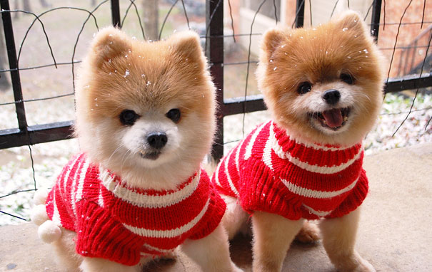 25 Animal Twins That Are Tough To Tell Apart