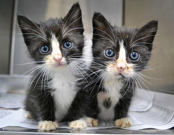 25 Animal Twins That Are Tough To Tell Apart