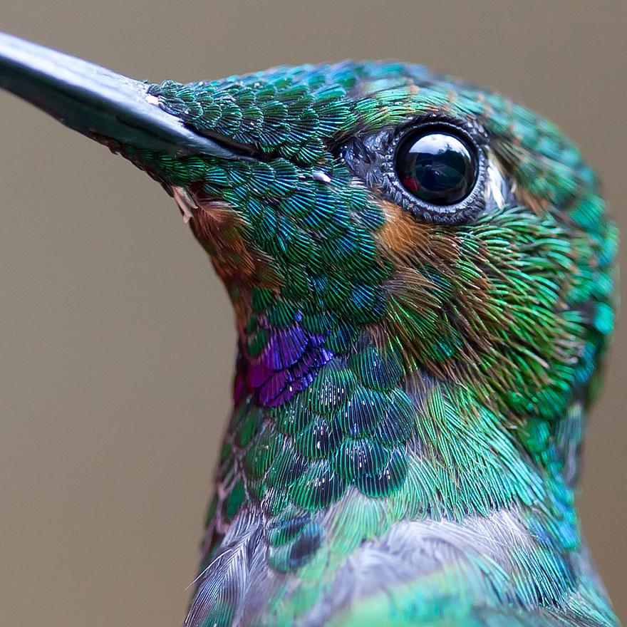 Closeup Stunning Hummingbird