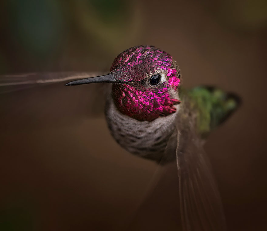 cute-beautiful-hummingbird-photography-10