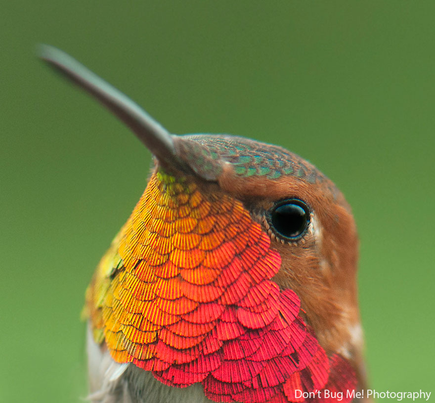 20 Vivid Hummingbird Close-ups Reveal Their Incredible Beauty
