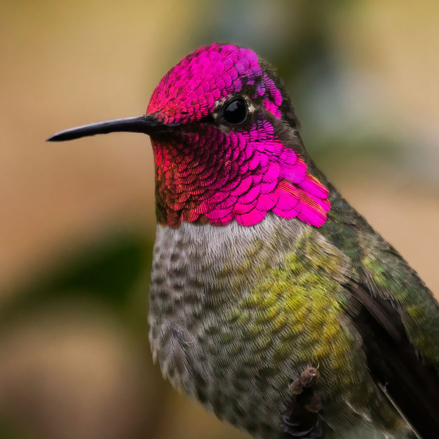 20 Vivid Hummingbird Close-ups Reveal Their Incredible Beauty