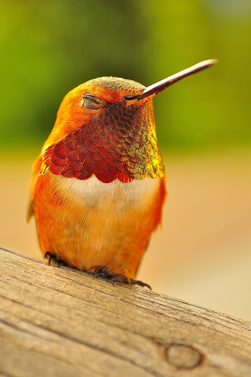 cute-beautiful-hummingbird-photography-14