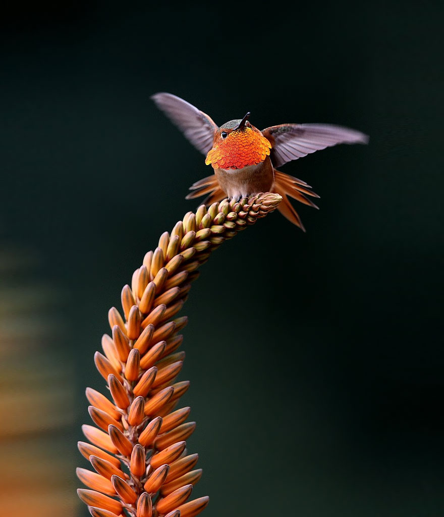 Stunning Hummingbird