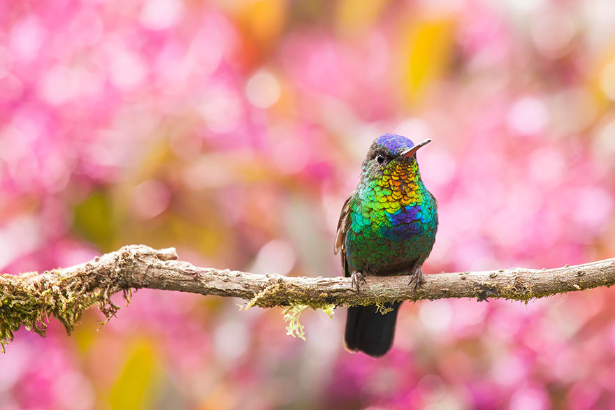 cute-beautiful-hummingbird-photography-17