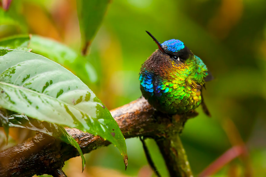 cute-beautiful-hummingbird-photography-2