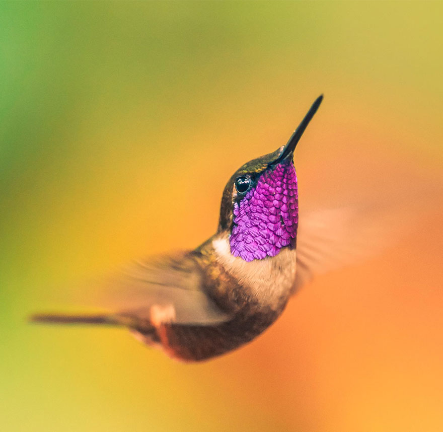 cute-beautiful-hummingbird-photography-20