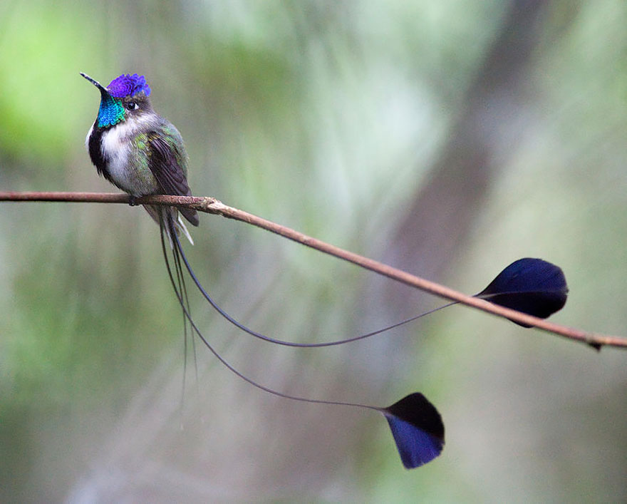 Stunning Hummingbird