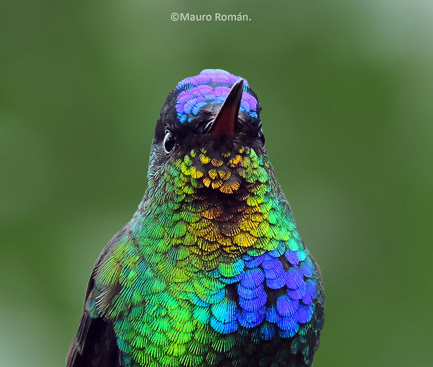 CloseUp Hummingbird