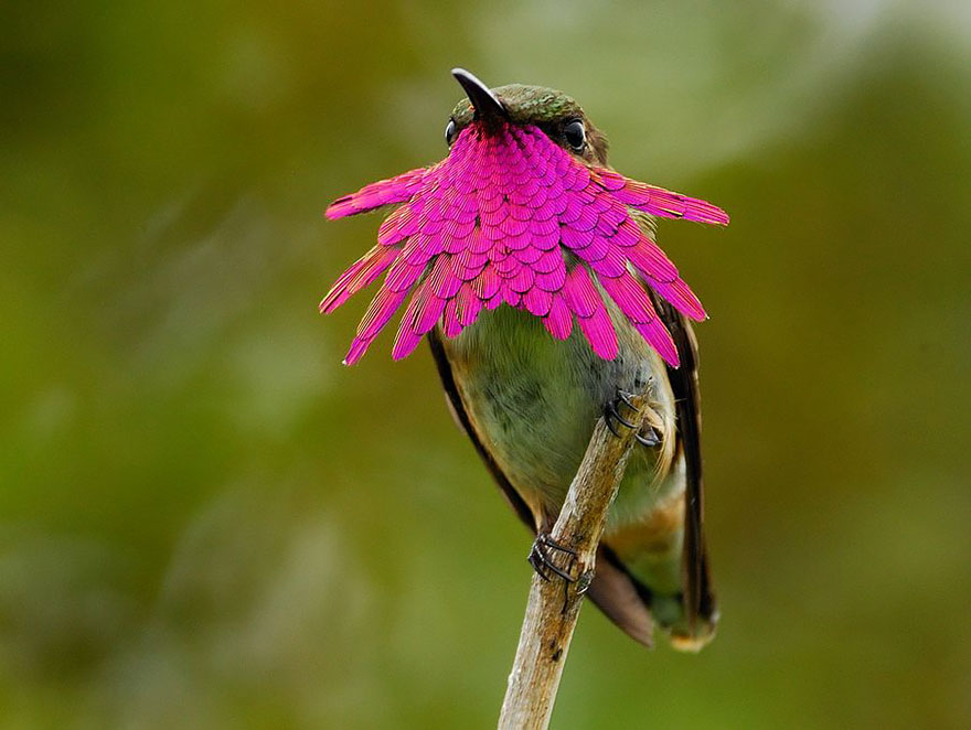 Wine-Throated Hummingbird