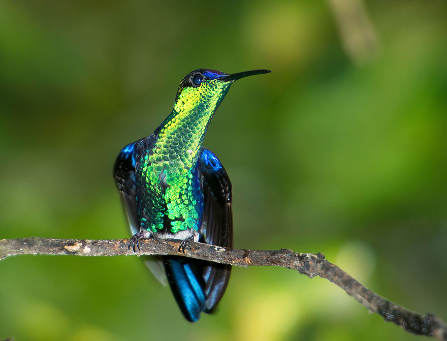 cute-beautiful-hummingbird-photography-7