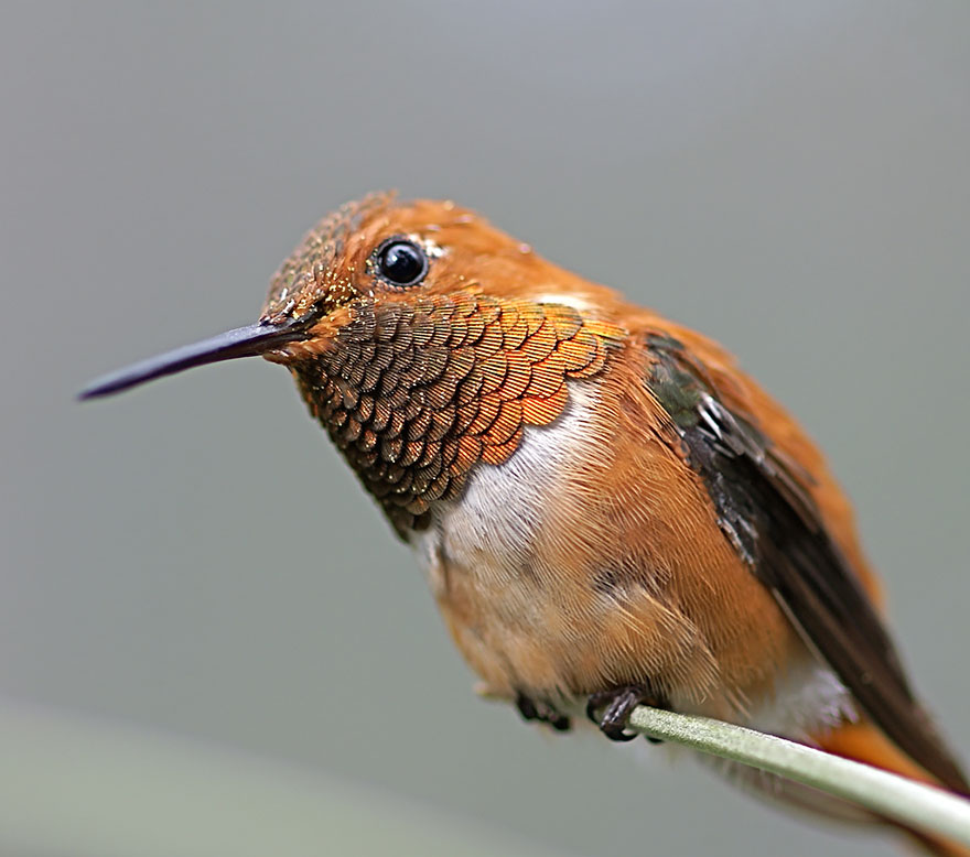 cute-beautiful-hummingbird-photography-8