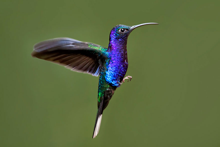 cute-beautiful-hummingbird-photography-9