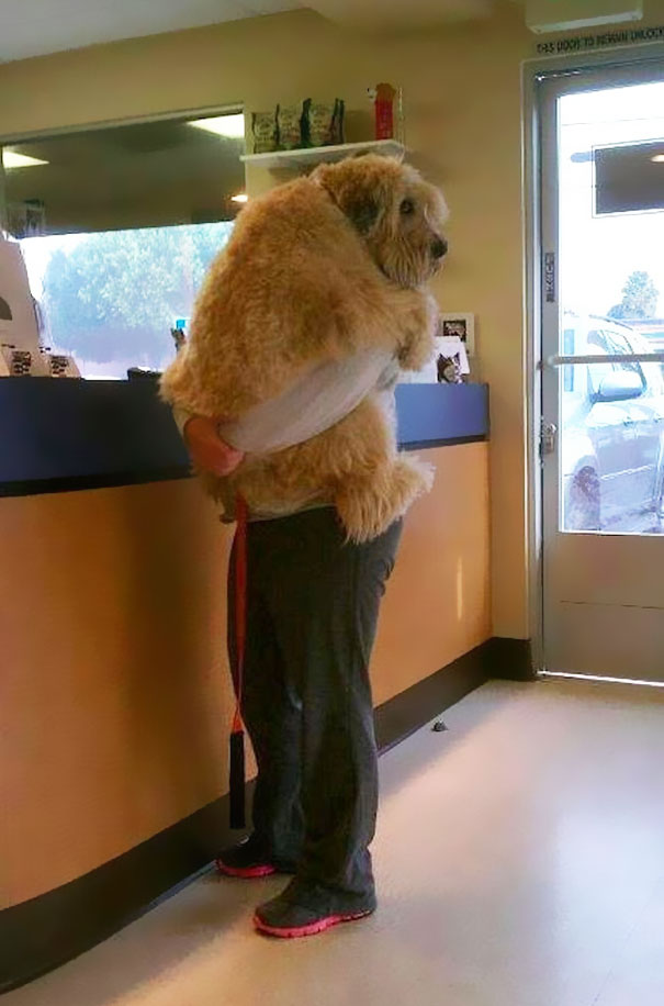26 Dogs Hugging Their Humans