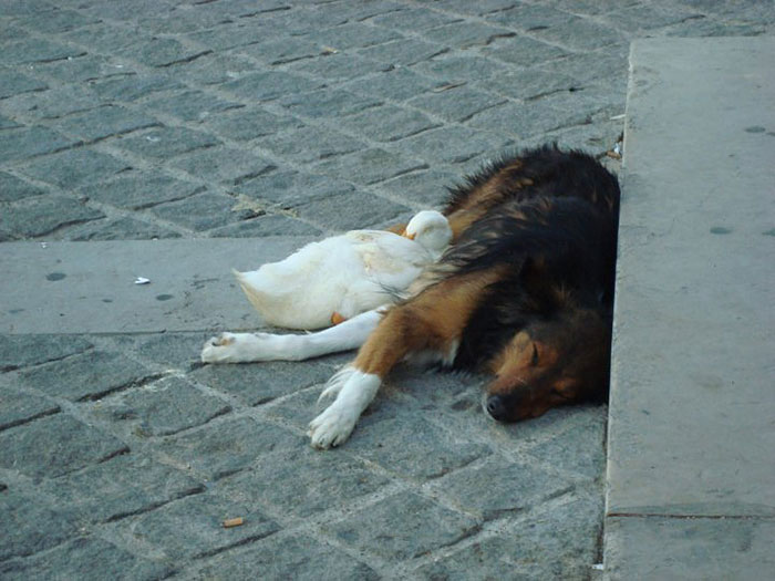 Adorable Duck And Dog Duo Spotted Napping Together In Paris