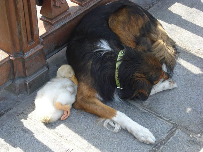 Adorable Duck And Dog Duo Spotted Napping Together In Paris