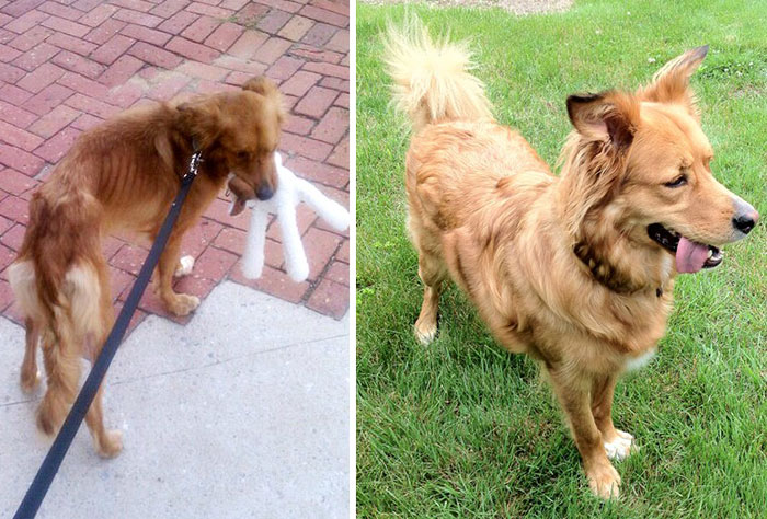 16 Before-And-After Photos Of Rescued Dogs