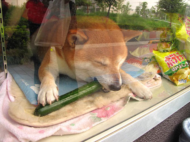 This Dog Opens The Window For Customers At A Small Cigarette Shop In Japan