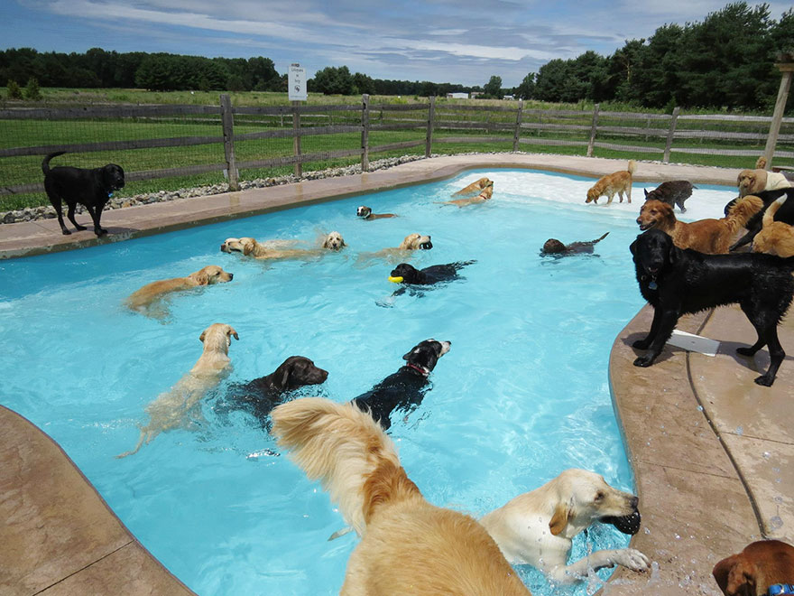 Bringing Your Dog To The Pool - Is It Such A Great Idea?
