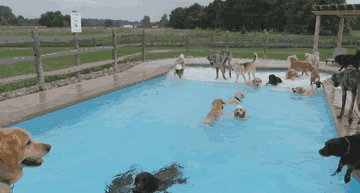 This Is What A 'Pool Pawty' At A Dog Daycare Center Looks Like