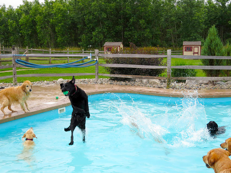 This Is What A 'Pool Pawty' At A Dog Daycare Center Looks Like