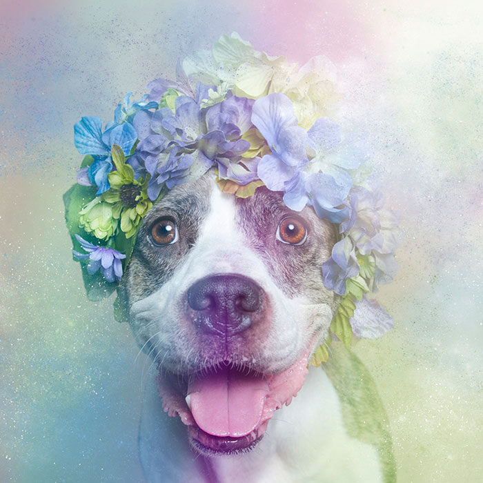 Artist Photographs Pit Bulls In Floral Crowns To Show Their Softer Side And Encourage Adoption