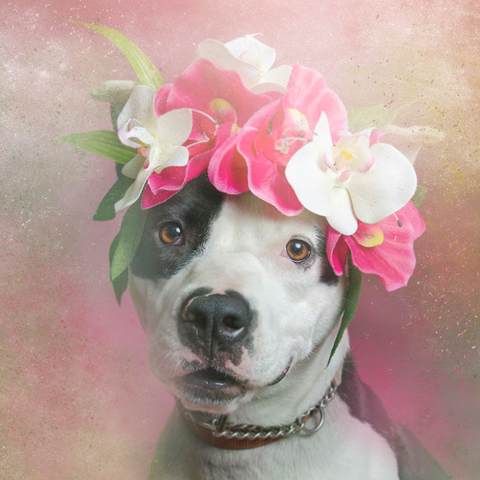 Artist Photographs Pit Bulls In Floral Crowns To Show Their Softer Side And Encourage Adoption