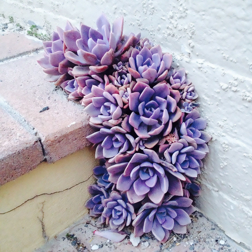Life Finds A Way: 24 Plants That Just Won't Give Up