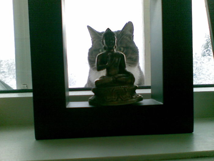 Buddha And Cattie