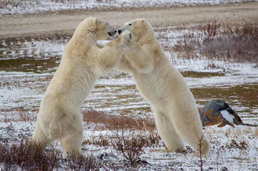 18 Photos That Show Why Bored Polar Bears Are Awesome