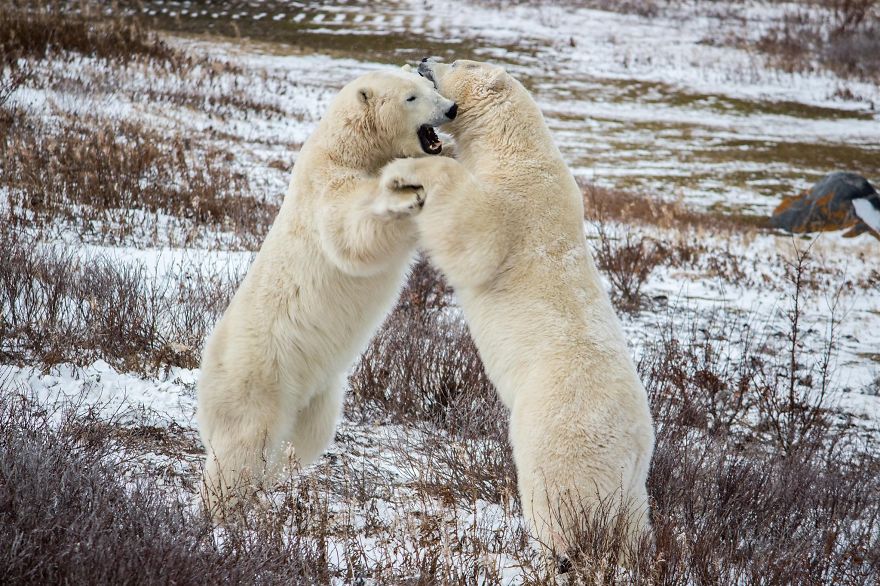 18 Photos That Show Why Bored Polar Bears Are Awesome