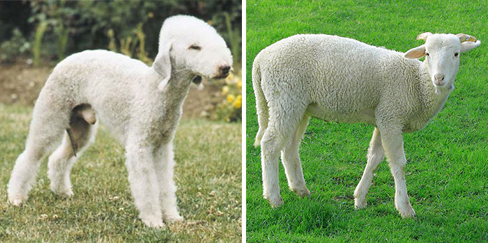 Bedlington Terrier Looks Like A Sheep