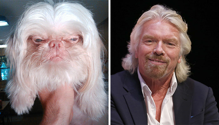 Dogs That Look Like Something Else