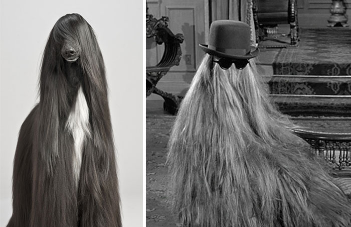 Dog That Looks Like Cousin Itt From 'the Addams'